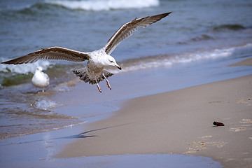 Image showing Herring gull, Larus fuscus L. flying