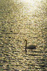 Image showing Swan swimming in the Baltic Sea during sunrise