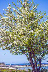 Image showing Tree at the Baltic Sea