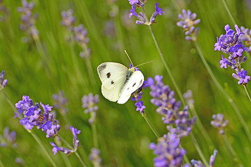 Image showing cabbage butterfly on lavender flower