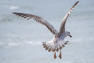 Image showing Herring gull, Larus fuscus L.