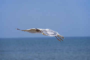 Image showing Herring gull, Larus fuscus L. flying