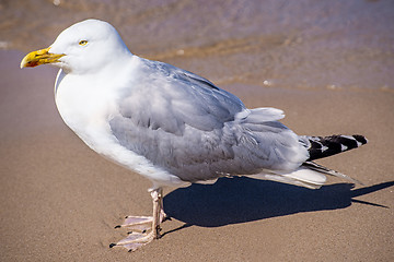 Image showing Herring gull on a beach of the Baltic Sea