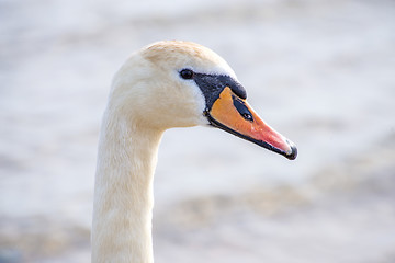 Image showing Mute swan in the Baltic Sea