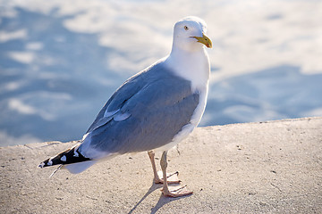 Image showing Herring gull, Larus fuscus L.