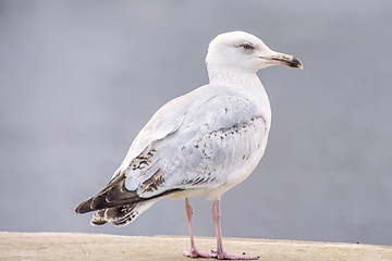 Image showing Herring gull, Larus fuscus L. young bird