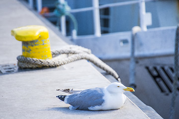 Image showing Herring gull, Larus fuscus L.