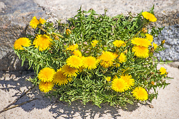 Image showing dandelion on old wall