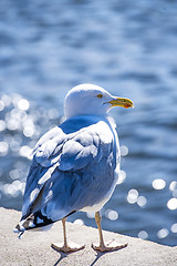 Image showing Herring gull in backlighting