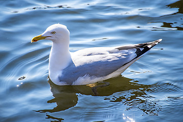 Image showing Herring gull, Larus fuscus L.