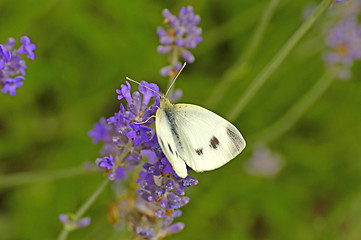 Image showing cabbage butterfly on lavender flower