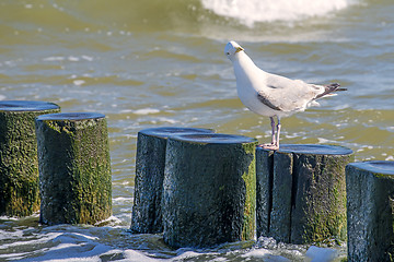 Image showing Herring gulls in the breakwater