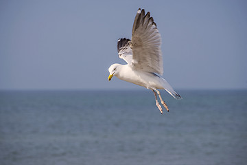 Image showing Herring gull, Larus fuscus L. flying