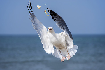 Image showing Herring gull, Larus fuscus L. flying