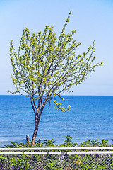 Image showing Tree at the Baltic Sea