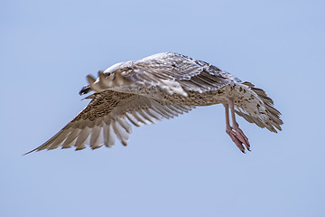 Image showing Herring gull, Larus fuscus L. flying