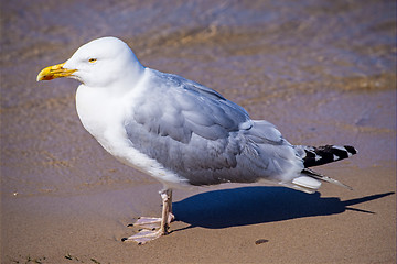 Image showing Herring gull, Larus fuscus L.