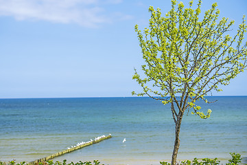 Image showing Tree at the Baltic Sea