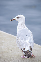Image showing Herring gull, Larus fuscus L. young bird