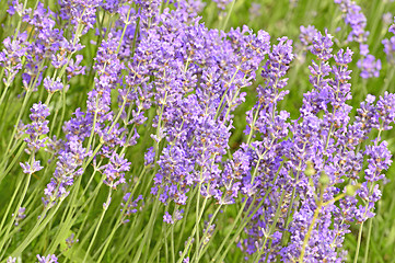 Image showing Lavender with blurred background