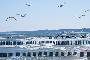 Image showing Groins in the Baltic Sea with gulls