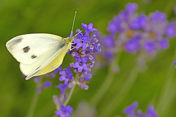 Image showing cabbage butterfly on lavender flower