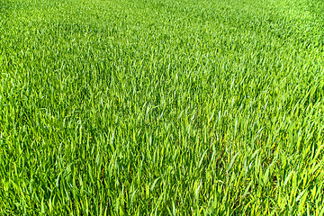 Image showing corn seedlings