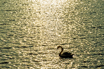 Image showing Swan swimming in the Baltic Sea during sunrise