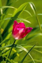 Image showing tulip in backlight