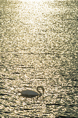 Image showing Swan swimming in the Baltic Sea during sunrise