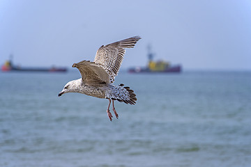 Image showing Herring gull, Larus fuscus L. flying