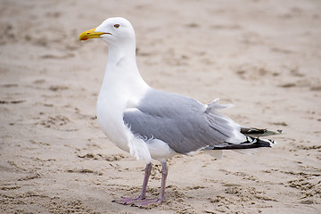 Image showing Herring gull on a beach of the Baltic Sea