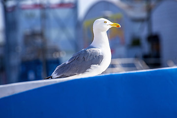 Image showing Herring gull on a blue trawler