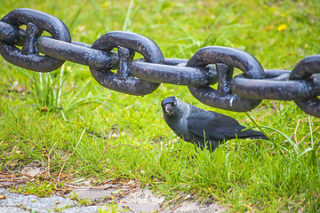 Image showing anchor chain with hooded crow