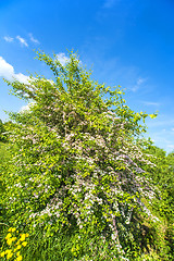 Image showing Hawthorn flower