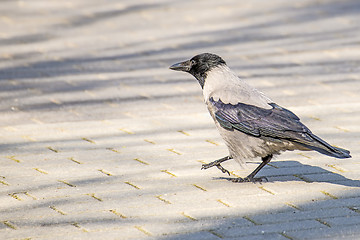 Image showing hooded crow ,Corvus corone cornix L.