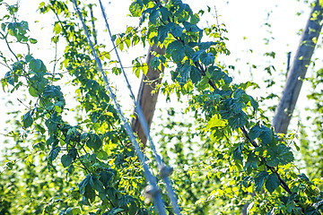 Image showing Hop cultivation with green leaves