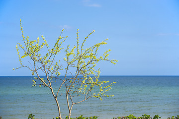 Image showing Tree at the Baltic Sea