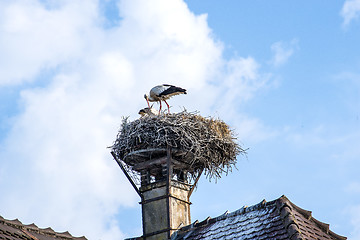 Image showing stork in a nest