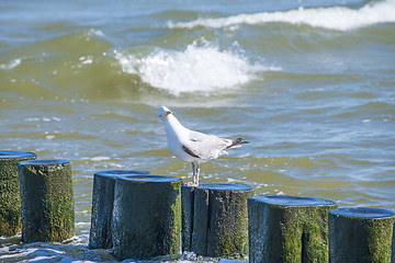 Image showing Groins in the Baltic Sea with gulls