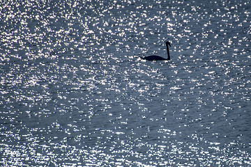 Image showing Swan swimming in the Baltic Sea during sunrise