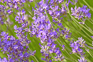 Image showing Lavender with blurred background