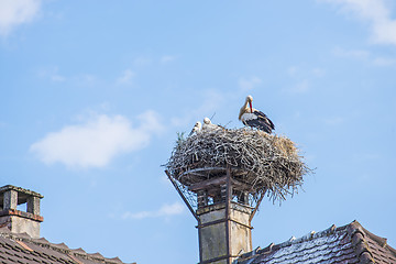 Image showing storks in a nest