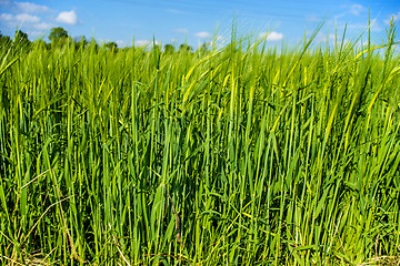Image showing barley, field with growing plants