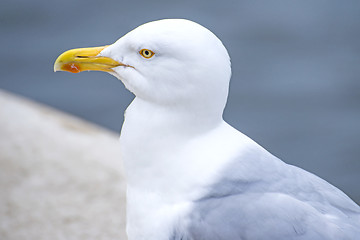 Image showing Herring gull, Larus fuscus L.