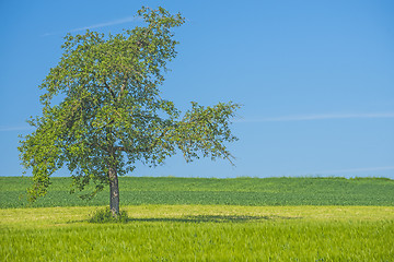 Image showing tree on a green meadow with a blue sky