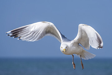 Image showing Herring gull, Larus fuscus L. flying