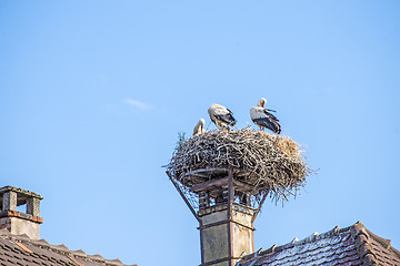 Image showing stork in a nest