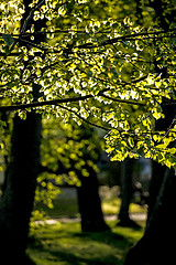 Image showing leaves in backlight