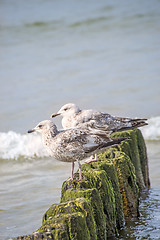 Image showing Herring gull, Larus fuscus L. young birds